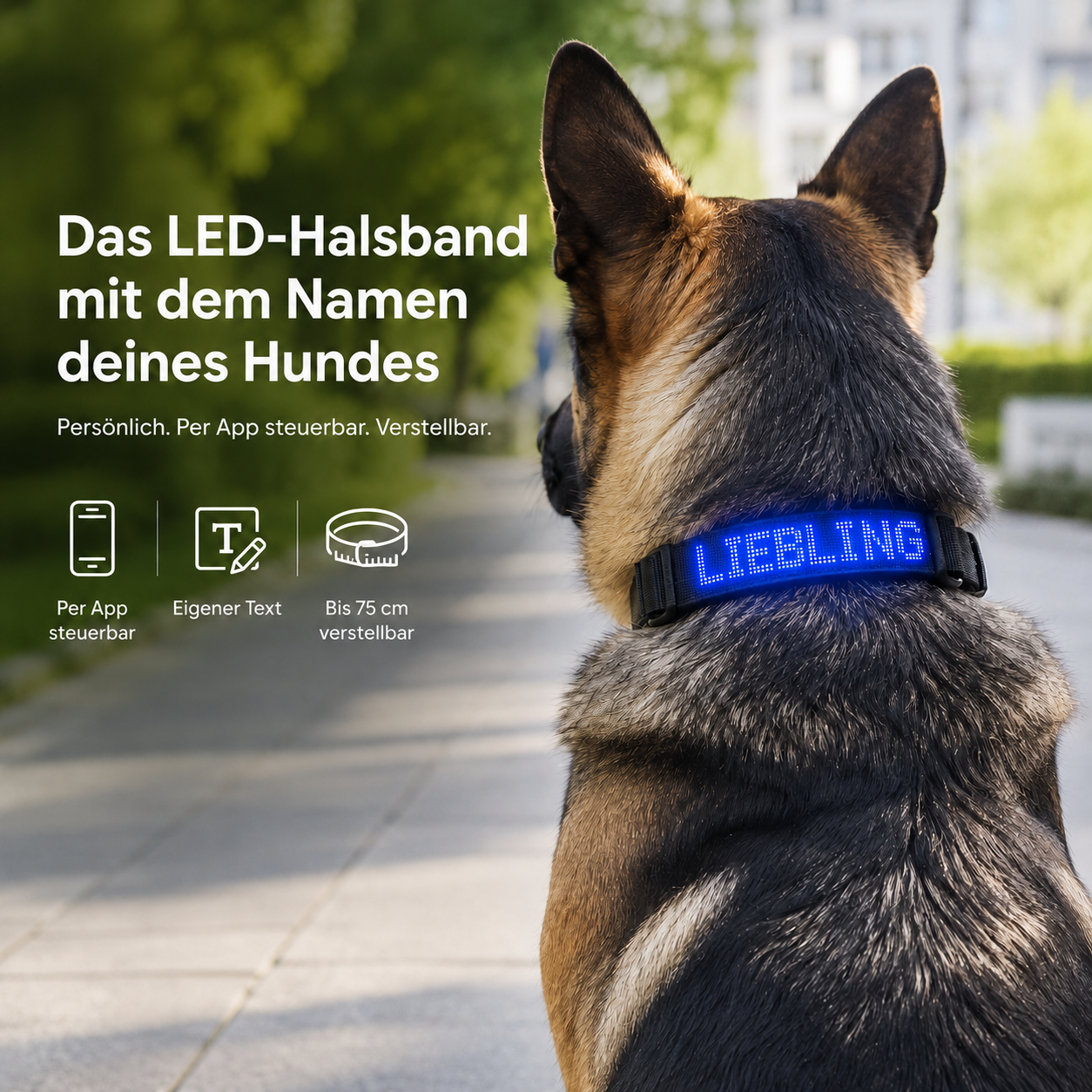PetFlare LED-Halsband für Hunde – mit Namen & App-Steuerung